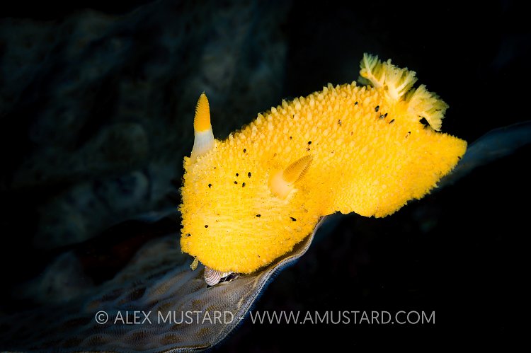 Yellow Slugger, Canada