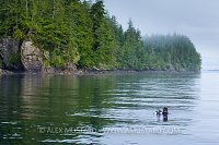 Diver At Surface, Canada