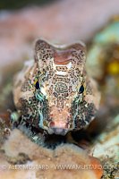Grunt Sculpin, Canada