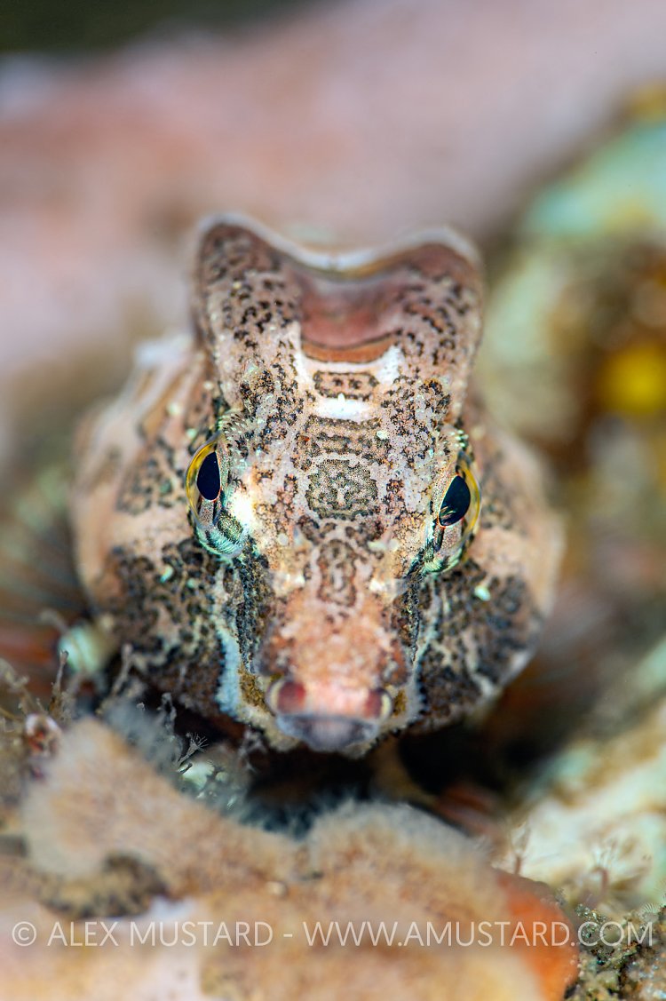 Grunt Sculpin, Canada
