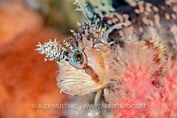 Warbonnet Portrait, Canada