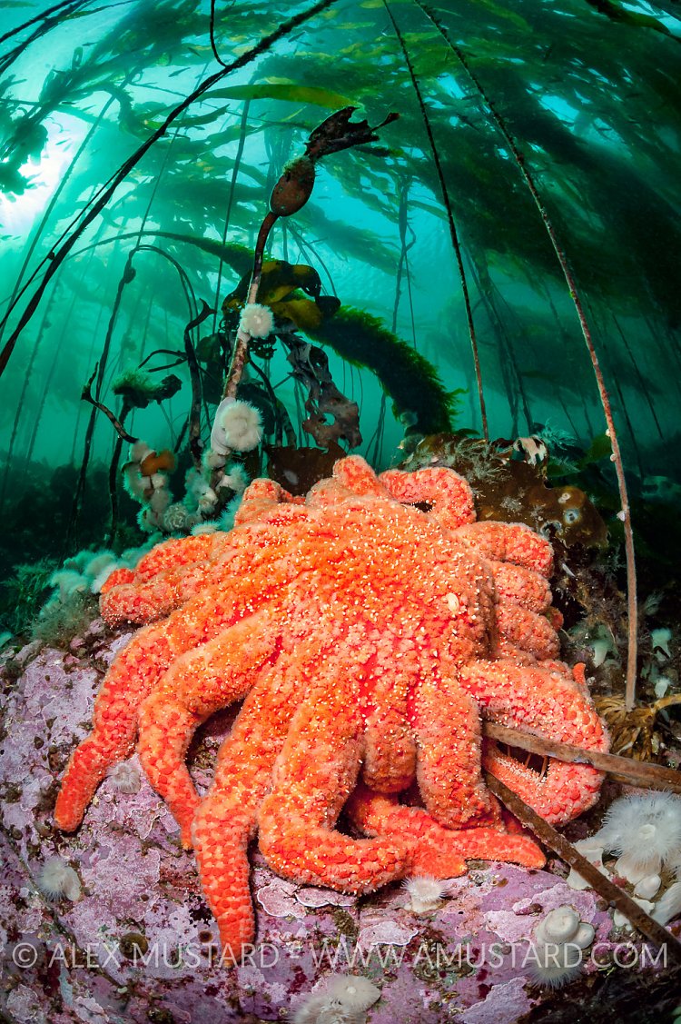 Orange Starfish, Canada