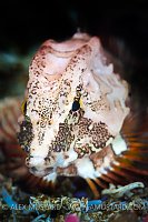 Grunt Sculpin, Canada