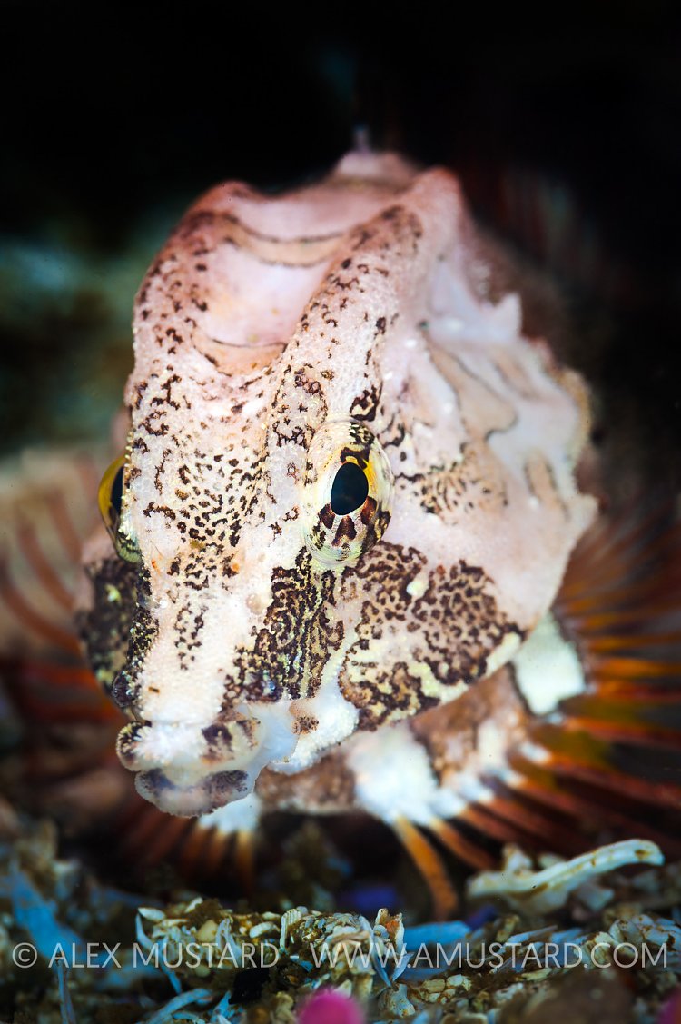 Grunt Sculpin, Canada