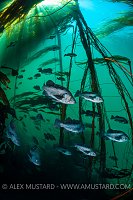 Rockfish In Kelp Forest, Canada
