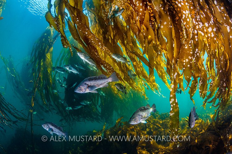 Rockfish In Kelp Forest, Canada