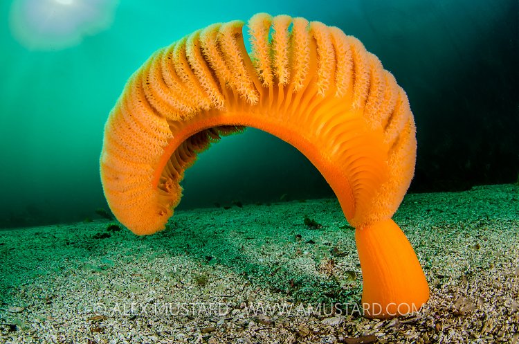Orange Sea Pen, Green Water, Canada
