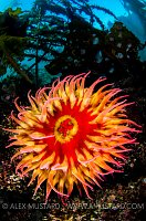 Anemone Beneath Kelp, Canada