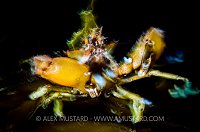 Dancing Crab, Canada