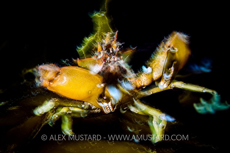 Dancing Crab, Canada