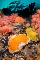 Orange Peel Nudibranch On Prowl, Canada