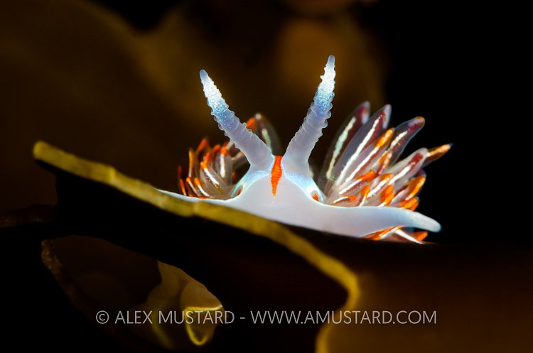 Nudibranch On Kelp, Canada