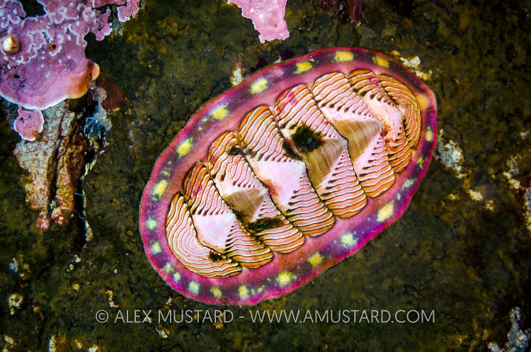 Colourful Chiton, Canada
