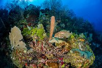 Tiger Grouper On Reef. Cayman Islands
