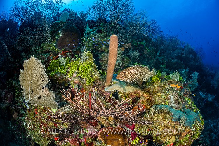 Tiger Grouper On Reef. Cayman Islands