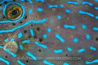 Scrawled Filefish Detail. Cayman Islands