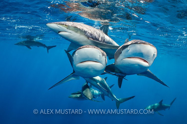 Silky Sharks, Cuba