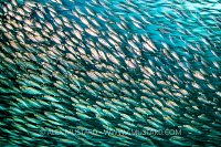 Schooling Scads. Indonesia