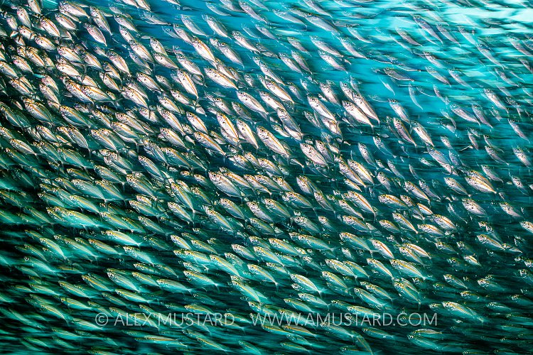 Schooling Scads. Indonesia
