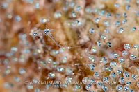 Fish Eggs Hatching, Indonesia