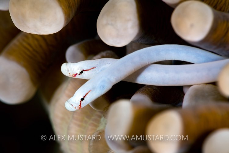 Pipefish Pair, Indonesia