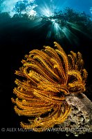 Golden Crinoid Beneath Sunburst. Indonesia