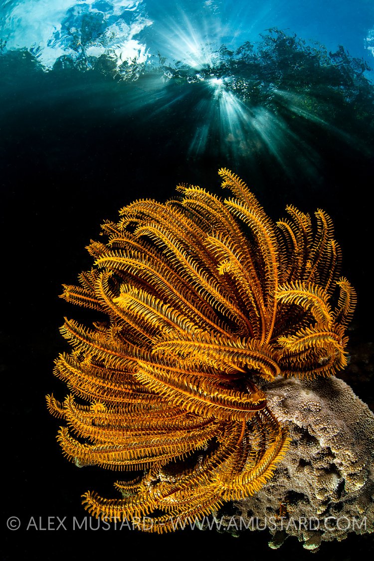 Golden Crinoid Beneath Sunburst. Indonesia