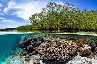 Corals In Mangroves, Indonesia