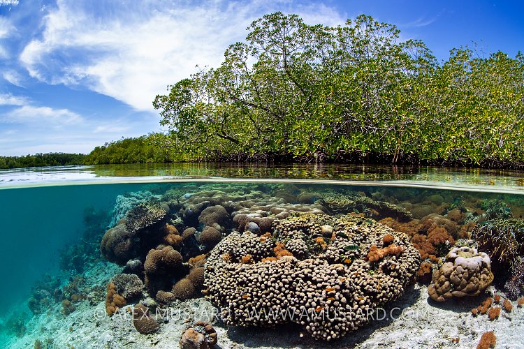Corals In Mangroves, Indonesia