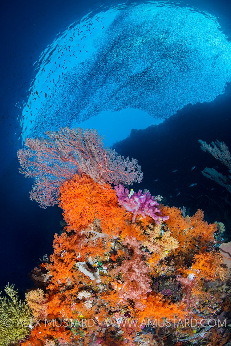Misool Reef Scene, Indonesia