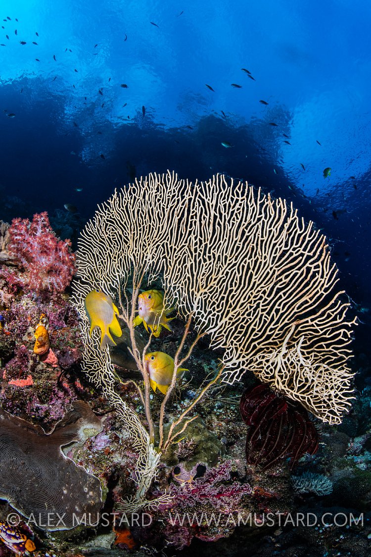Damselfish Threesome, Indonesia