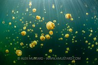 Golden Jellies, Indonesia