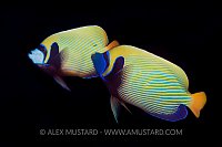 Mating Angelfish, Egypt