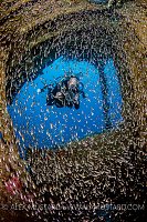 Exploring the Kimon M Wreck, Egypt