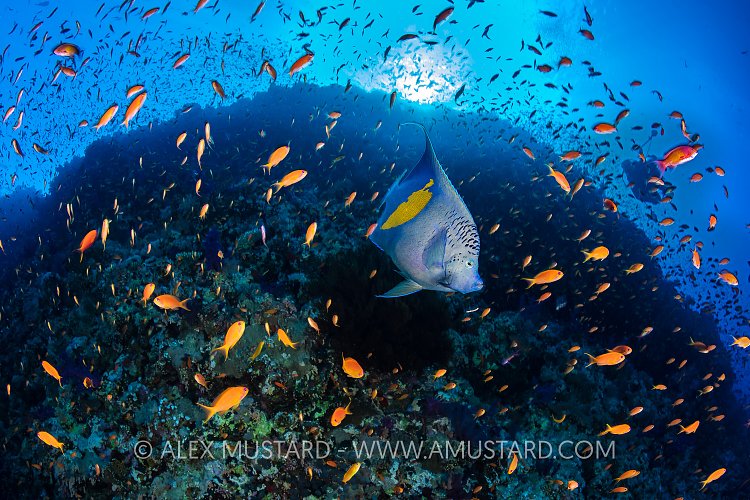 Yellowbar Angelfish On Reef, Egypt