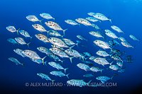 Schooling Jacks, Egypt