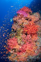 Vibrant Reef, Egypt