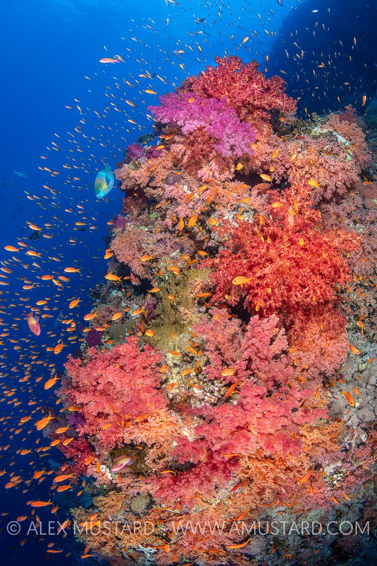 Vibrant Reef, Egypt