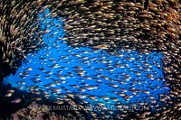Golden Sweepers In Cave, Egypt