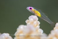 Pink Eye Goby, Egypt