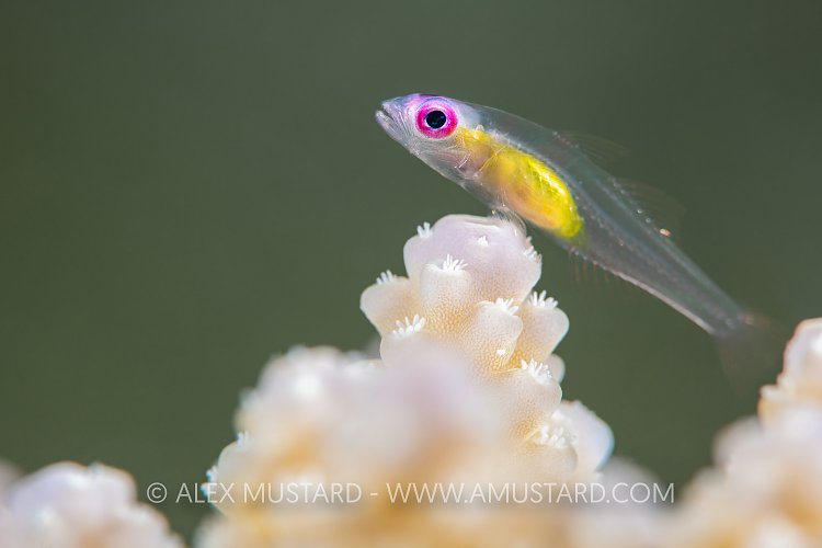Pink Eye Goby, Egypt