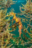Seadragon With Eggs, Austraila