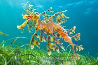 Leafy Seadragon, Australia