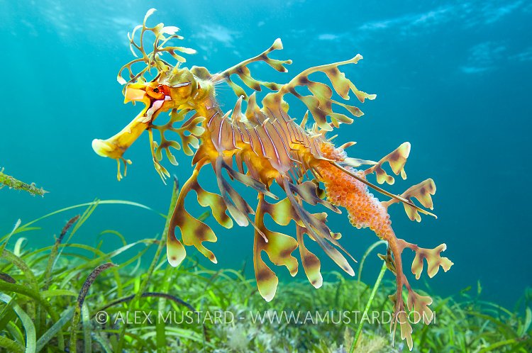Leafy Seadragon, Australia