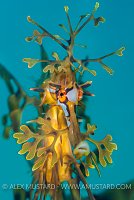 Leafy Seadragon, Australia