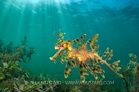 Seadragon Beneath Sunbeams, Australia