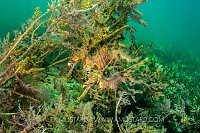Seadragon Pair, Australia
