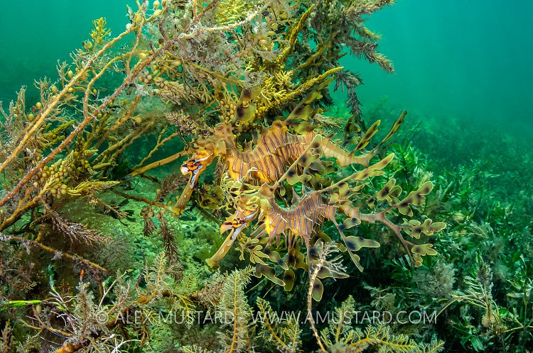 Seadragon Pair, Australia