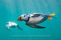 Puffins Underwater, UK