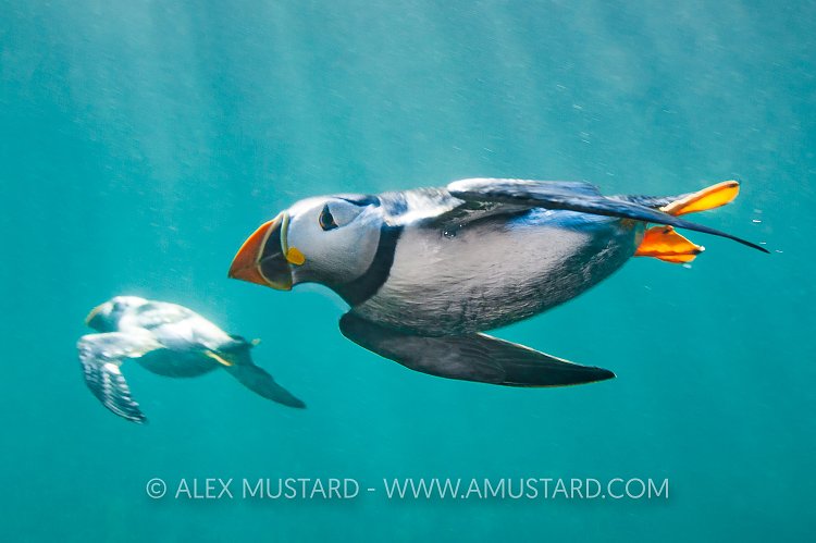 Puffins Underwater, UK